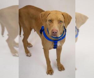 Labmaraner Dogs for adoption in Princeton, MN, USA