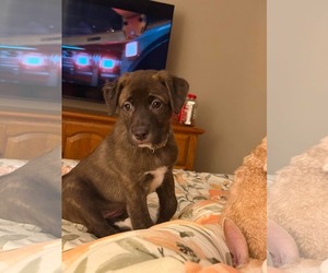 Labrador Retriever-Unknown Mix Dogs for adoption in Duluth, MN, USA
