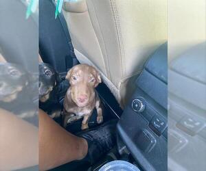 Doberman Pinscher-Unknown Mix Dogs for adoption in Stockton, CA, USA