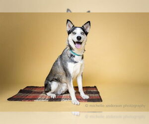 Siberian Husky Dogs for adoption in Corona, CA, USA