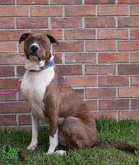 Medium Photo #28 Boxer-Plott Hound Mix Puppy For Sale in savannah, GA, USA