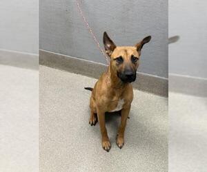 Mutt Dogs for adoption in Las Vegas, NV, USA