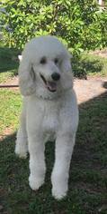 Poodle (Standard) Dogs for adoption in Naples, FL, USA