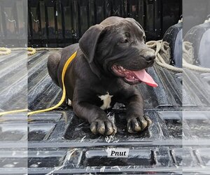 Small Labrador Retriever Mix