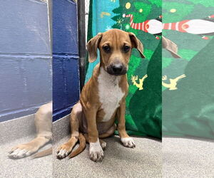 Beagle-Unknown Mix Dogs for adoption in Sterling, MA, USA