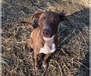 Labrador Retriever Dogs for adoption in Belleville, IL, USA