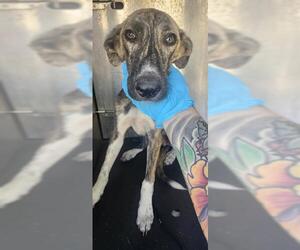 Mutt Dogs for adoption in San Antonio, TX, USA