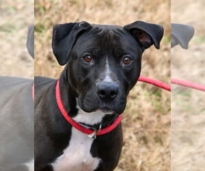 Mutt Dogs for adoption in Glen Allen, VA, USA