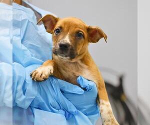 American Staffordshire Terrier Dogs for adoption in San Antonio, TX, USA