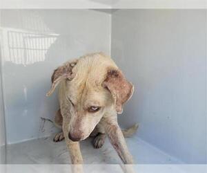 Labrador Retriever Dogs for adoption in Houston, TX, USA