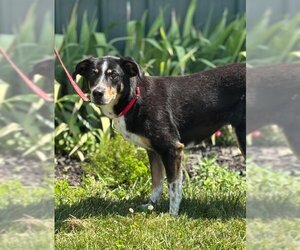 Mutt Dogs for adoption in Batavia, NY, USA