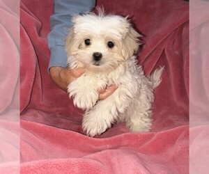 Medium Photo #1 Mal-Shi Puppy For Sale in Cumming, GA, USA
