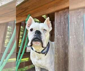 Boxer Dogs for adoption in Stanwood, WA, USA