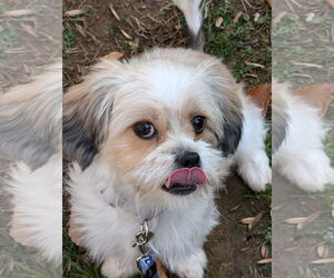 Shih Tzu Dogs for adoption in Greensboro, NC, USA