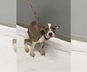American Pit Bull Terrier-Unknown Mix Dogs for adoption in Las Vegas, NV, USA