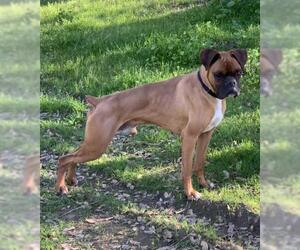 Boxer Dogs for adoption in San Jose, CA, USA
