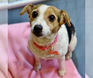 Jack Russell Terrier Dogs for adoption in Helena, AL, USA