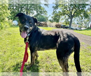 Shepradors Dogs for adoption in Williamsburg, IA, USA