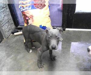 American Pit Bull Terrier Dogs for adoption in Tulsa, OK, USA