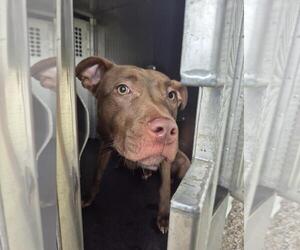American Pit Bull Terrier-Unknown Mix Dogs for adoption in Texas City, TX, USA