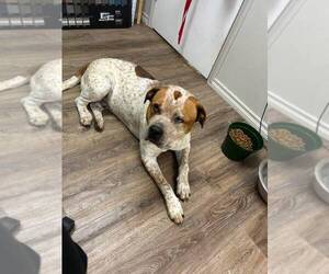 American Pit Bull Terrier-Unknown Mix Dogs for adoption in Calgary, Alberta, Canada