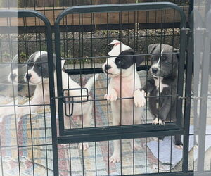 American Pit Bull Terrier Dogs for adoption in Jackson Township, NJ, USA