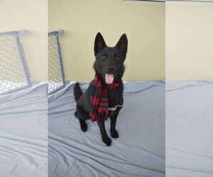 Mutt Dogs for adoption in McKinney, TX, USA