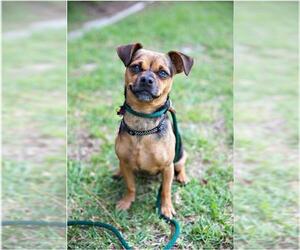 Chug Dogs for adoption in San Luis Rey, CA, USA