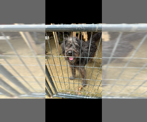 Poodle (Standard)-Unknown Mix Dogs for adoption in Plainfield, IL, USA