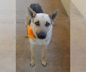 German Shepherd Dog-Unknown Mix Dogs for adoption in McKinney, TX, USA