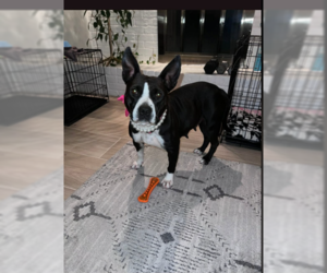 Staffordshire Bull Terrier-Unknown Mix Dogs for adoption in Dallas, TX, USA