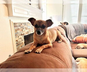 Chihuahua Dogs for adoption in Rosenberg, TX, USA