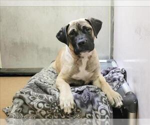 Mastiff-Unknown Mix Dogs for adoption in Martinez, CA, USA