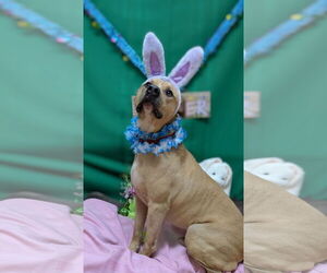 Medium Photo #1 Mutt Puppy For Sale in Franklin, North Carolina, NC, USA