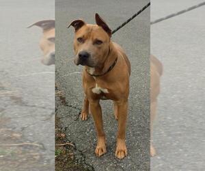 American Pit Bull Terrier-Unknown Mix Dogs for adoption in Lewisburg, WV, USA