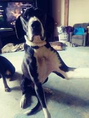 Saint Dane Dogs for adoption in BULLARD, TX, USA