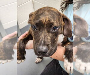 Mutt Dogs for adoption in Hilton Head, SC, USA