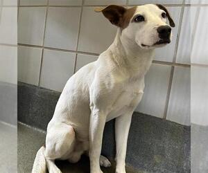 Mutt Dogs for adoption in San Antonio, TX, USA