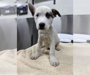 - Mix Dogs for adoption in Fairbanks, AK, USA