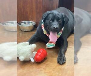 Labrador Retriever Dogs for adoption in Pasadena, TX, USA