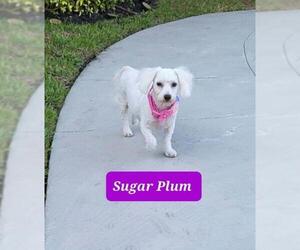 Maltipoo Dogs for adoption in Plantation, FL, USA