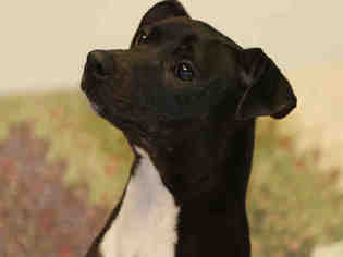 Small American Pit Bull Terrier-Rat Terrier Mix