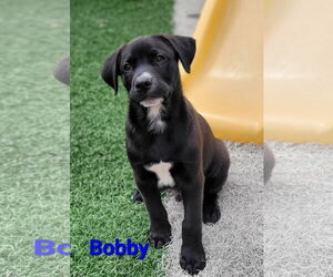 Labrador Retriever-Unknown Mix Dogs for adoption in Des Moines, IA, USA