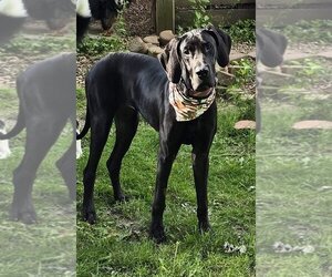 Great Dane Dogs for adoption in hinckley, IL, USA