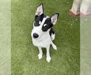 Siberian Husky-Unknown Mix Dogs for adoption in Toronto, Ontario, Canada