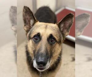 German Shepherd Dog-Unknown Mix Dogs for adoption in Venus, TX, USA