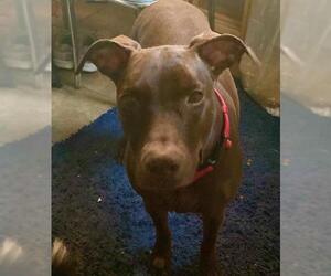 Doberman Pinscher-Labrador Retriever Mix Dogs for adoption in aurora, IL, USA