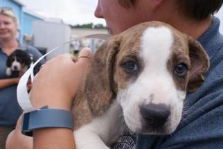 Medium Photo #1 Bloodhound-Unknown Mix Puppy For Sale in Manteo, NC, USA