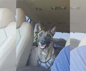 Mutt Dogs for adoption in Imlay City, MI, USA