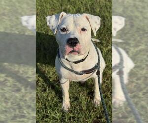 American Bulldog Dogs for adoption in Fort Lauderdale, FL, USA
